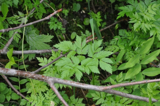 野芹菜
