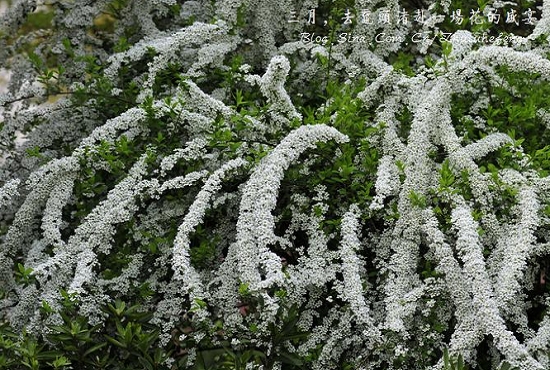 春日里的“飘雪”——喷雪花