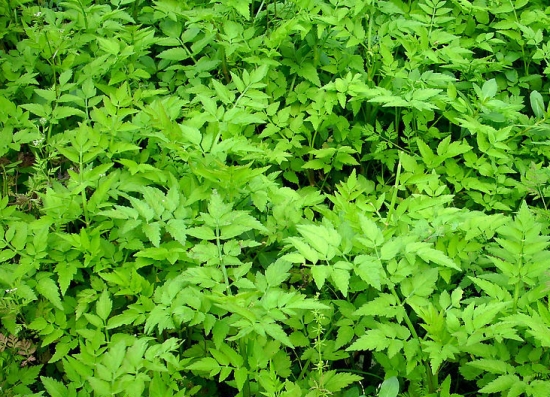野芹菜
