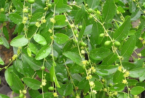 枣树花期及幼果期