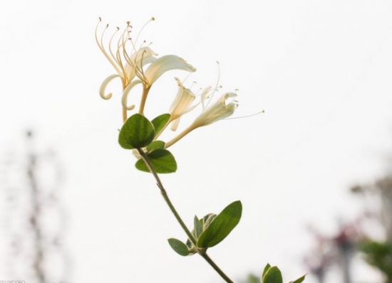 金银花的价格