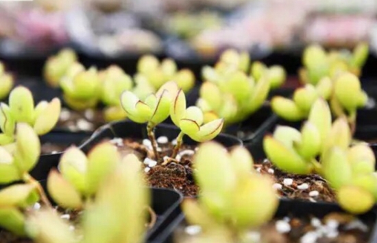 多肉植物小苗