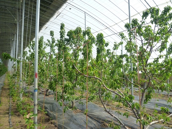 大棚种植的樱桃树