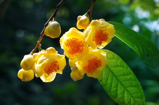 金花茶