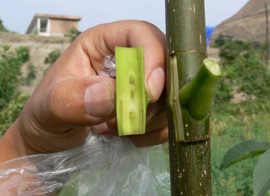 核桃的方块嫁接技术