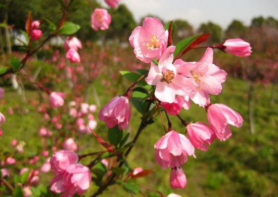 垂丝海棠花