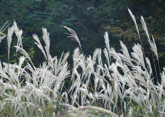 芦苇价格