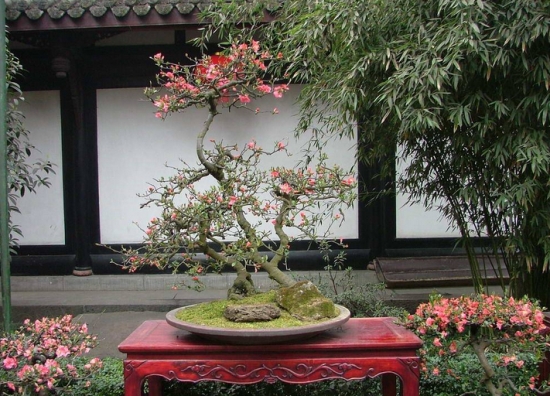贴梗海棠盆景