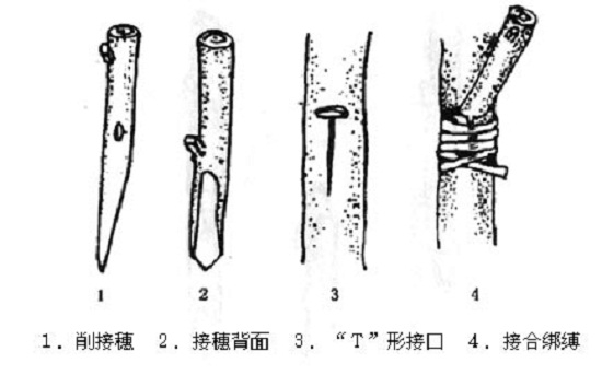 板栗嫁接——腹接法