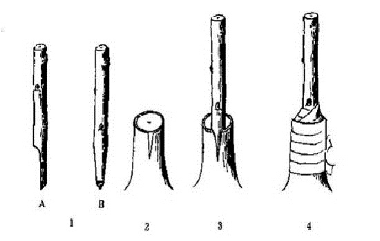 板栗嫁接——插皮接法
