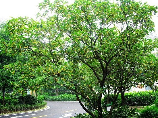 飘香的桂花树