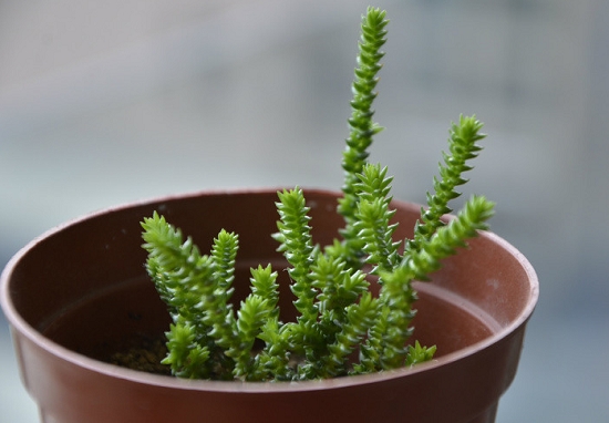 北方多肉植物如何过冬