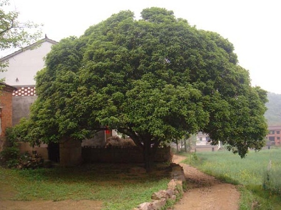 院子里的桂花树