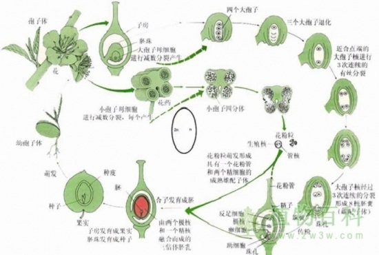 被子植物生殖发育示意图（全）