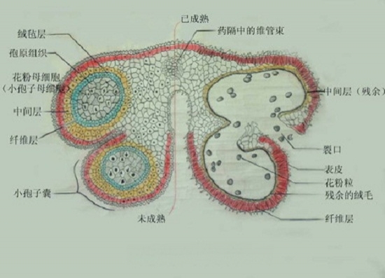 花药的结构（图示）