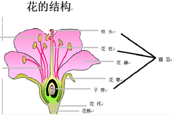 雌蕊结构（图示）