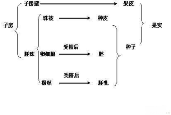 胚珠的发育（图示）