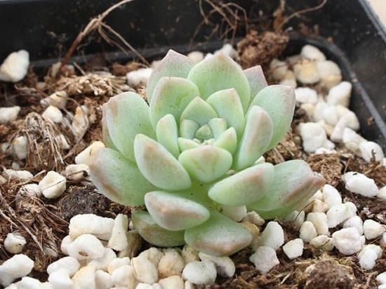 多肉植物控水（夏季篇）