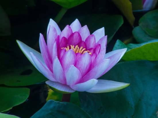 睡莲 