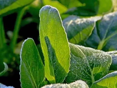 15个动植物冷知识