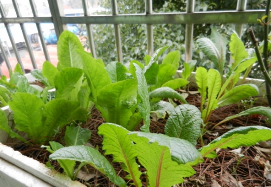  如何在窗台上种植蔬菜