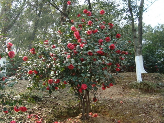 茶花种子怎么种