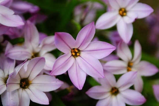 如何区别风雨兰和花韭