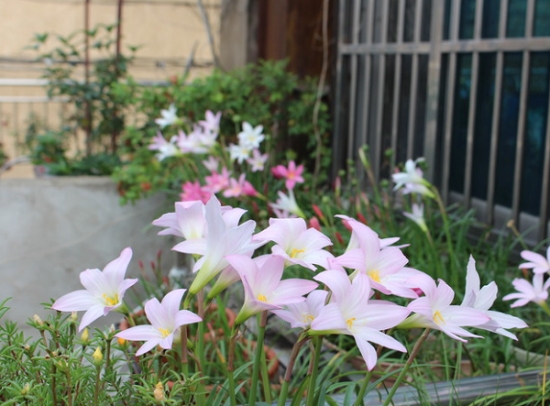 屋后面的风雨兰