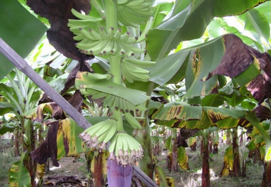 香蕉种植