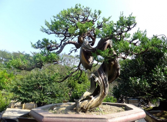 真柏盆景怎样养护