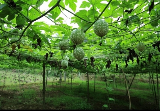 吊瓜种植技术——花果期管理