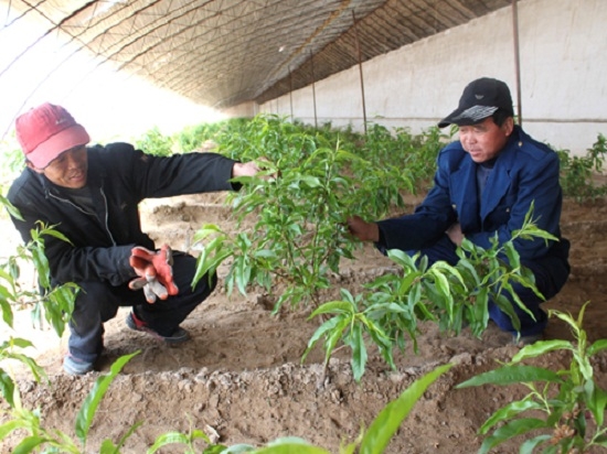 大棚栽培油桃树苗