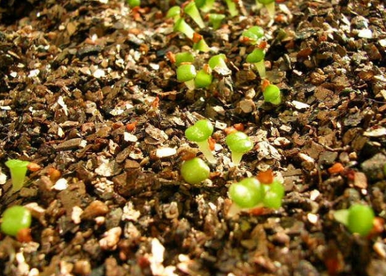 多肉植物出芽养护