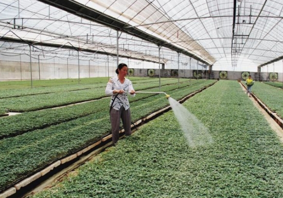 大棚蔬菜种植技术——田间管理