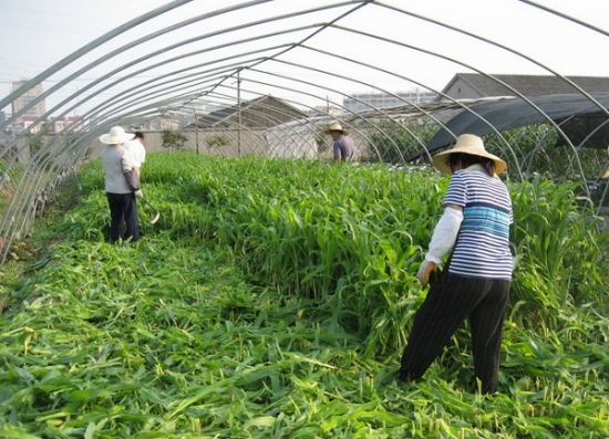 大棚蔬菜栽培氨中毒导致植株死亡