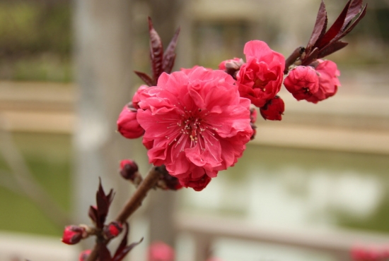 碧桃介绍