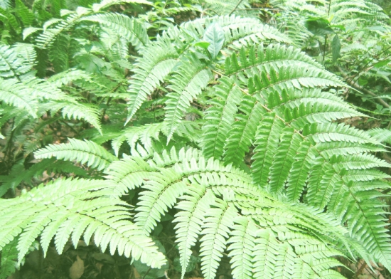 贯众是什么植物