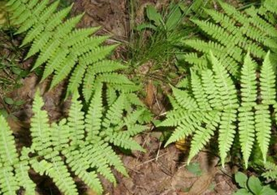贯众是什么植物