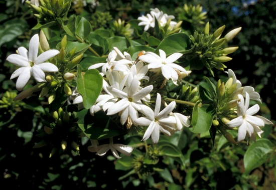 吸收甲醛的室内植物——非洲茉莉