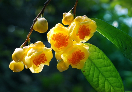 金花茶品种——薄叶金花茶