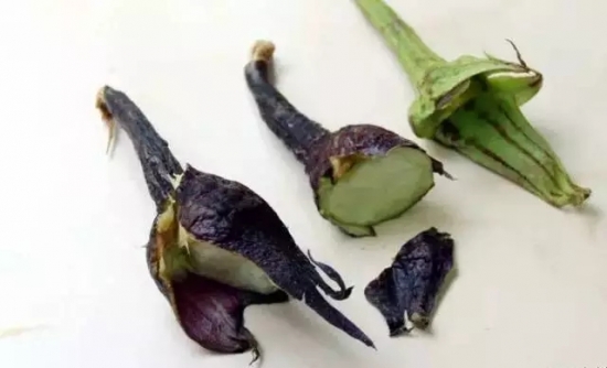茄蒂