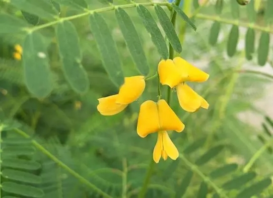 田菁