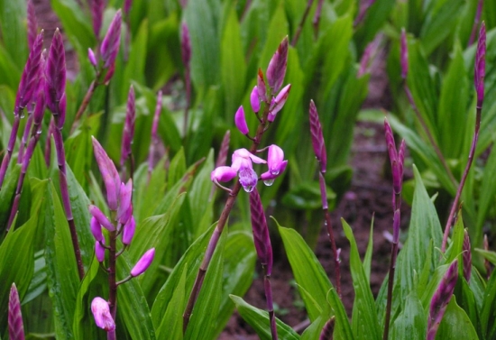 白芨生长习性