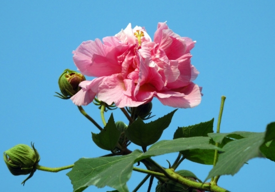 热带室内植物的种类——芙蓉