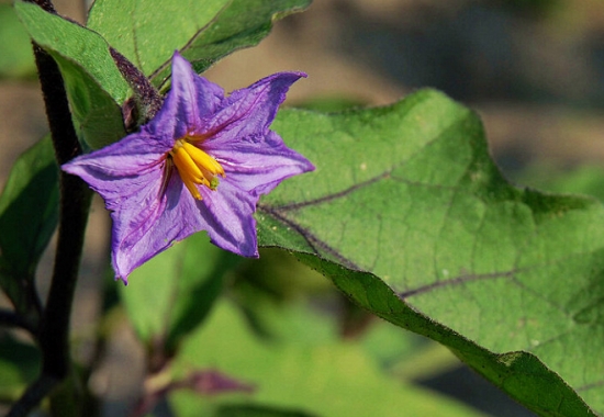 茄子花