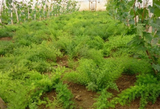 天门冬的种植技术