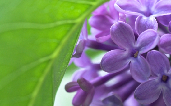 丁香花蓝紫色