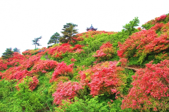 映山红与杜鹃的区别