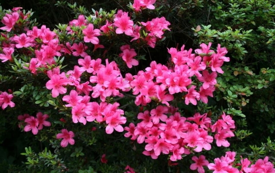 春节家里摆什么花最好