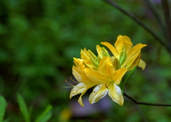 室内不适合养什么花草